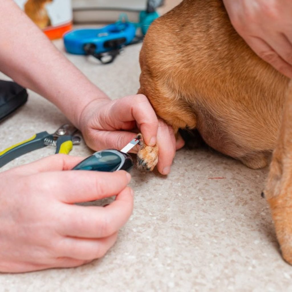 The vet takes a blood sample for the dog to detect diabetes,mellitus.