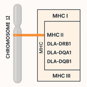 dla_chromosome