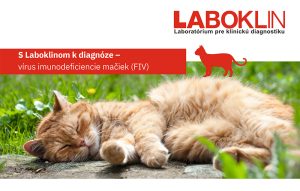 Flowchart_FIV_DIN_A4_EN.pdf