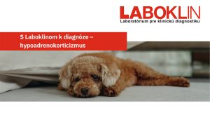 Flowchart_Hypoadrenocortizismus_DIN_A4_DE_i.A.pdf