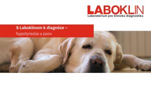 Flowchart_Hypothyreose_DIN_A4_SK.pdf