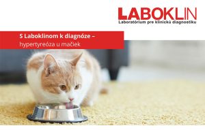 Flowchart_rT3 Katze_DIN_A4_EN.pdf